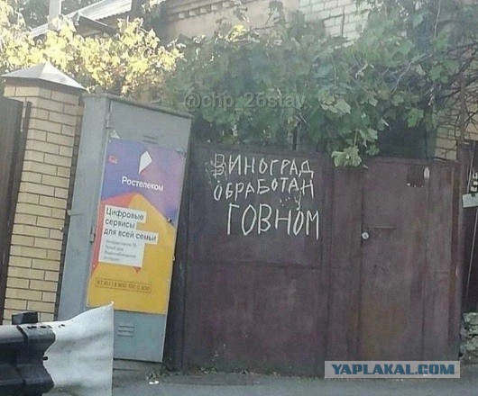 Ростовский дед так яростно защищал свою черешню, что обстрелял 13-летних школьниц, которые на нее покусились