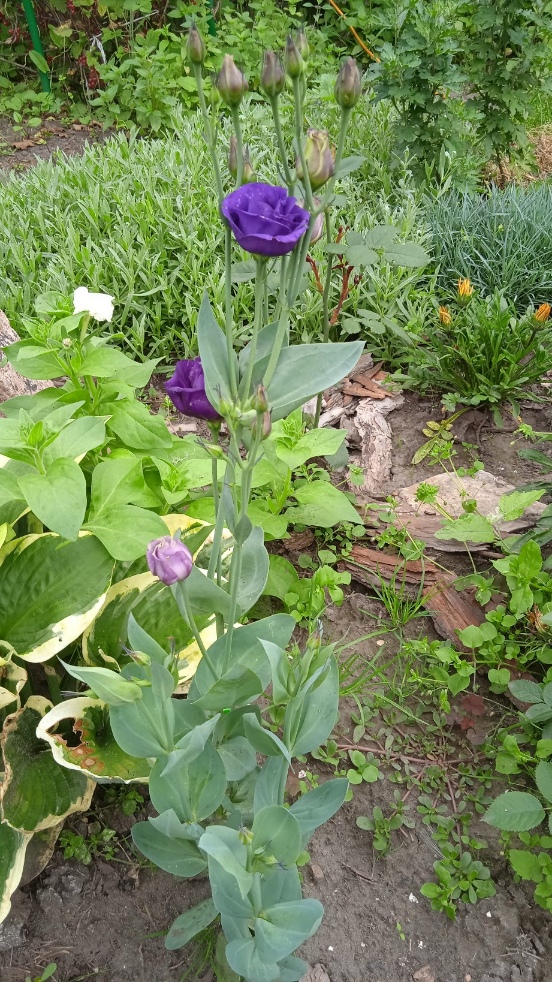 Роза-брюква