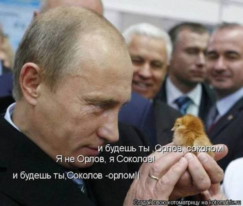 Про орлов, коллеги.