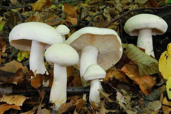 Подмосковного грибника госпитализировали в тяжёлом состоянии после того, как он перепутал съедобные грибы с ядовитыми