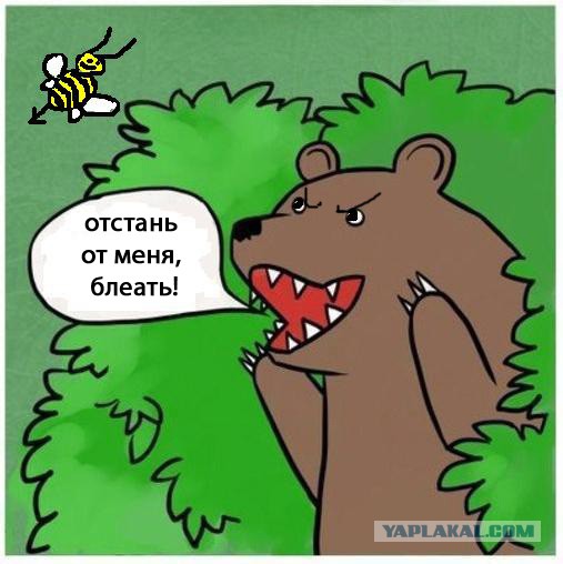 Медведь и пчела