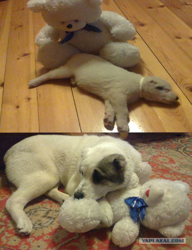 Собакочетверг на 02.01.2014