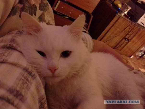 Котовторник 25.02.2014