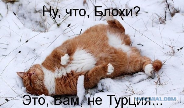 Котовторник 01.04.2014