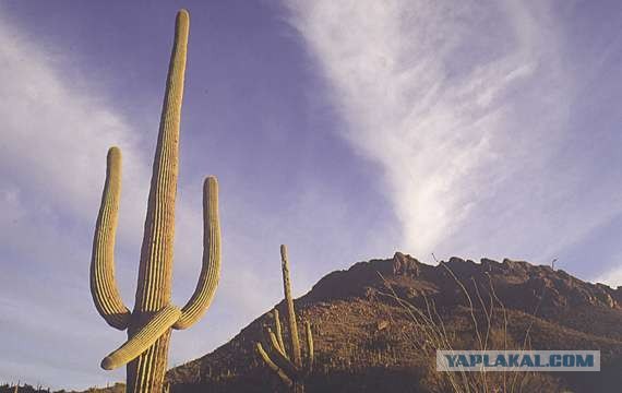 Долгожители в природе