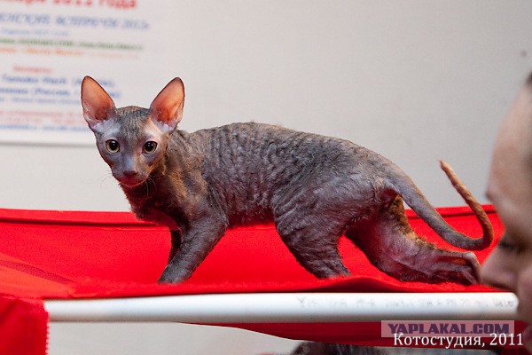 С Котовторником!