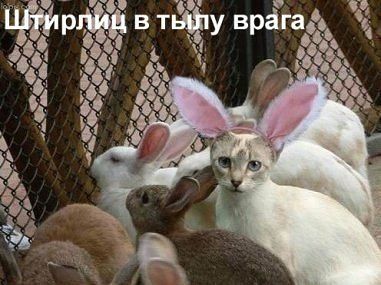 Позитивные картинки и комментарии.