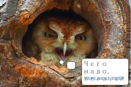 Классификация "злых птиц"