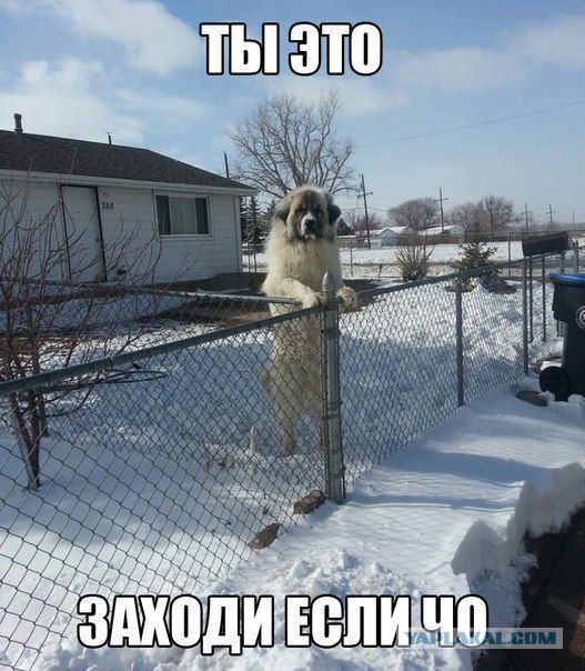 Кормит бультерьера