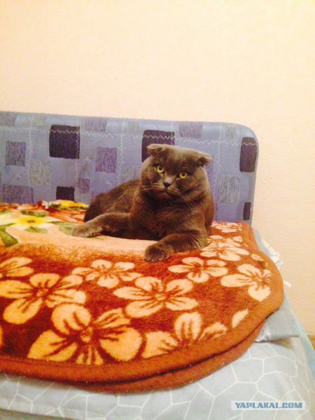 Котовторник 11.11.2014