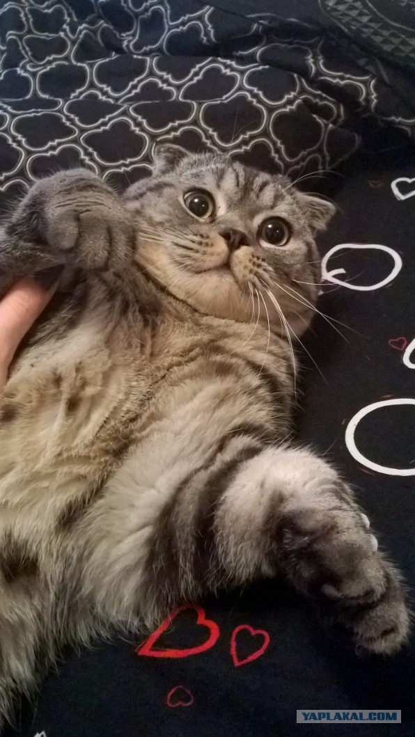 Котовторник 2.12.14