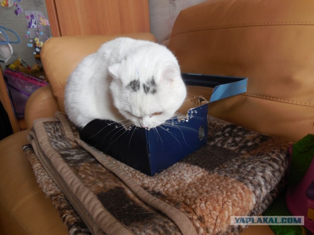 Гнездо для котэ.