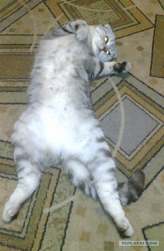 Котовторник