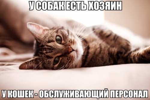 Котовторник