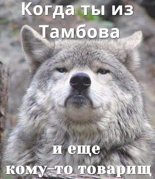 Придет серенький волчок
