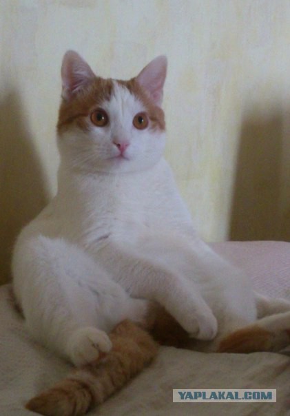 Котовторник 13.10.2015