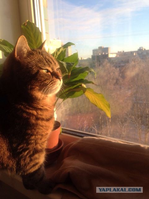 Котовторник 26.01.2016