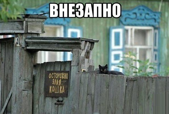 Мохнатые беспредельщики