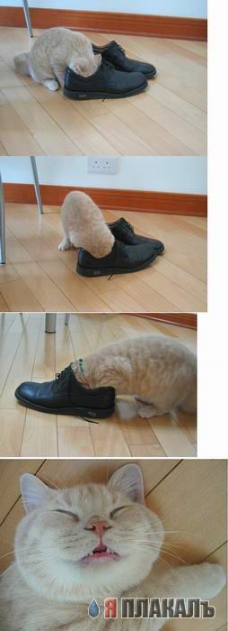 Коты, кошки, котята