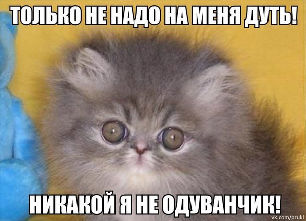 Прикольные животные