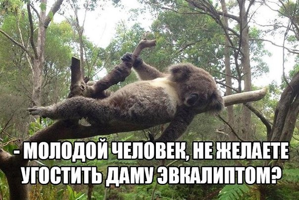 Прикольные животные