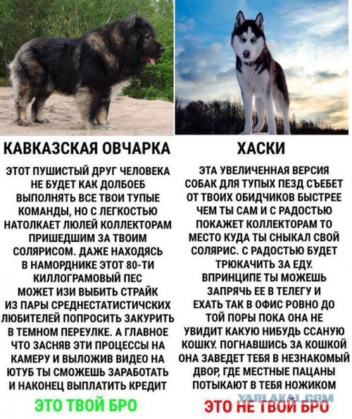 Тибетский мастиф