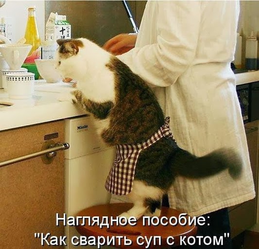 Коты из сети