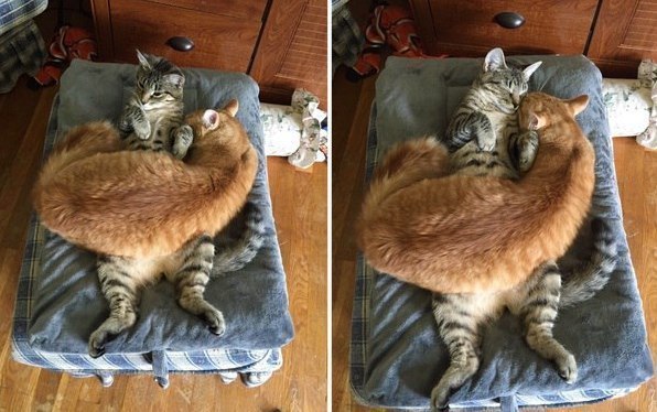 Коты из сети