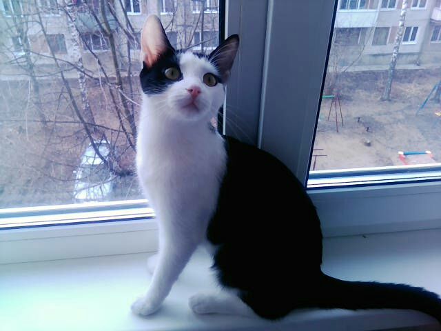Котовторник 14.03.2017