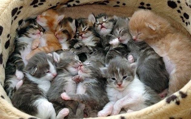 Коты и Кошки