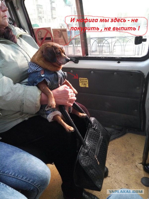 Мой хозяин - идиот!