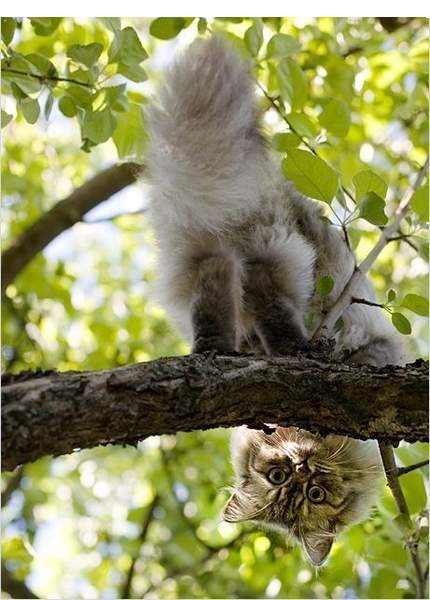 Коты и Кошки
