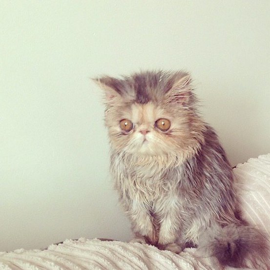 Коты и Кошки