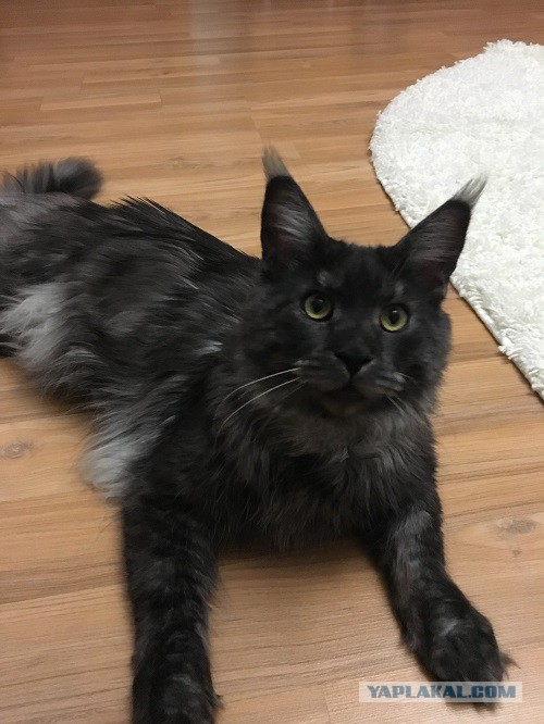 Котовторник 24.10.2017