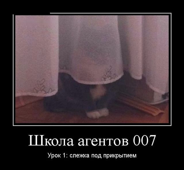 Чутка Демотиваторов на ПН
