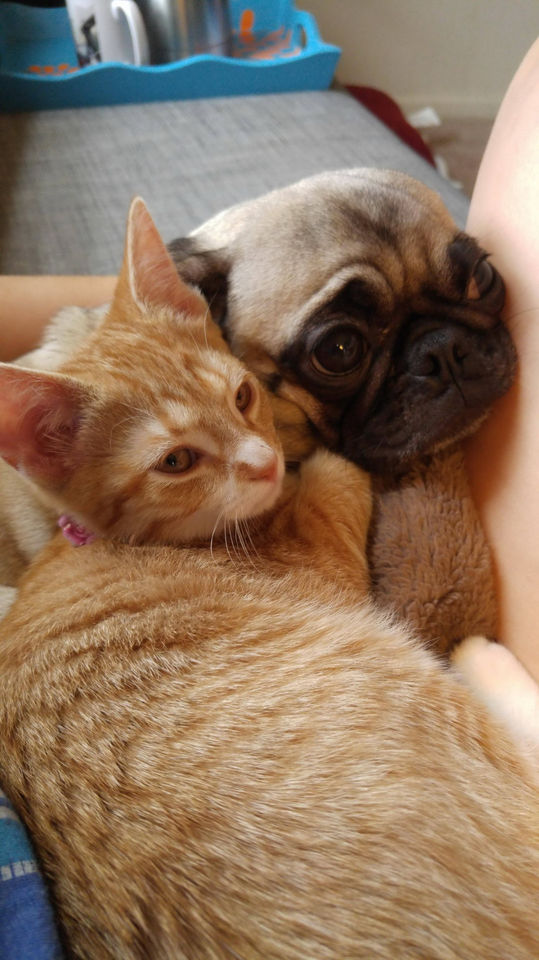 Коты и Кошки
