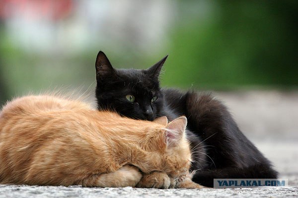 Котовторник на ЯПлакалъ (27.05.08), прикольные коты, добавляем свои!
