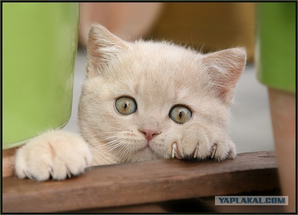 Даёшь Котовторник на ЯПе! (29.07.08)