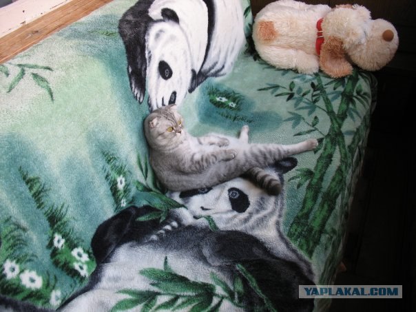 Котовторник на 07.07.2009