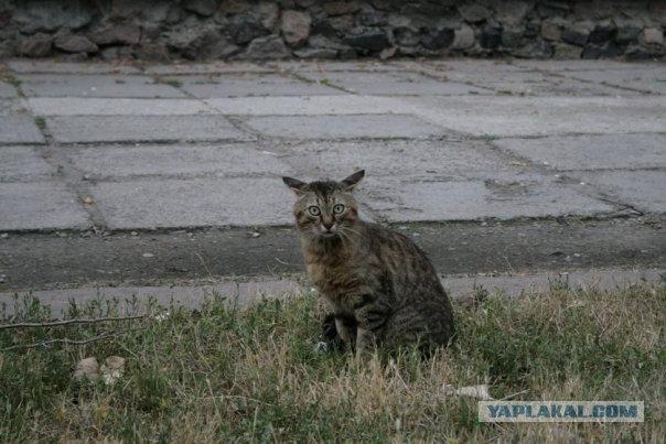 Котовторник на 22 июня