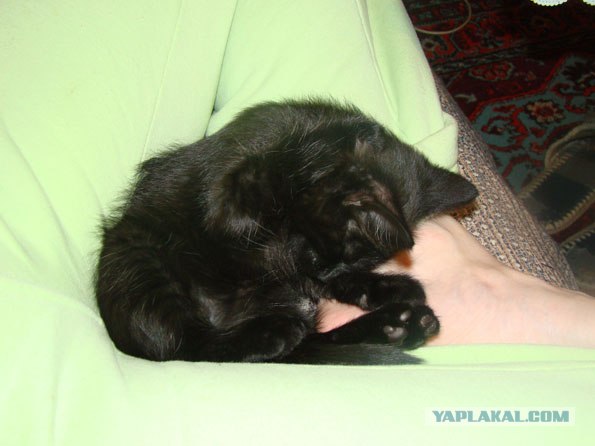 Котовторник - С праздником, котоводы!