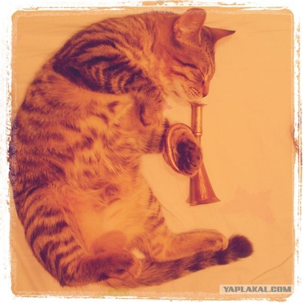 Котовторник! 08.11.11