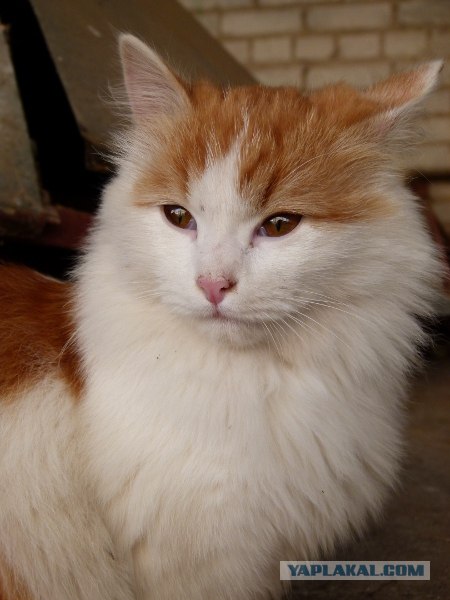 Котовторник  16.10.12