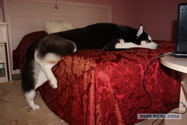 Собакочетверг