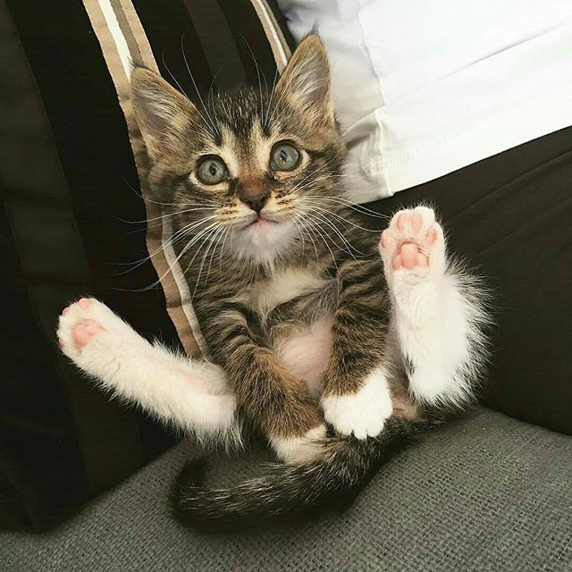 Забавные фото котеек