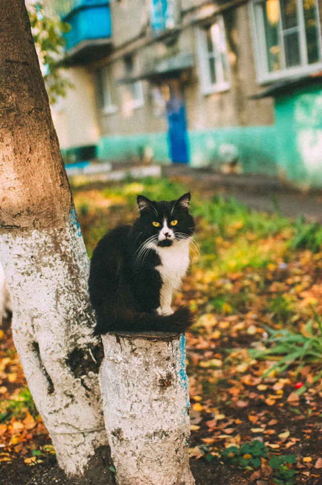 Забавные фото котеек