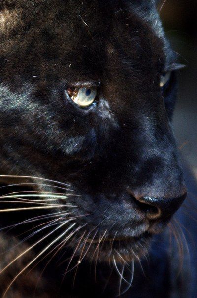 Дикий котовторник 14.01.20