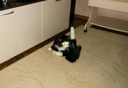 Кот ждун