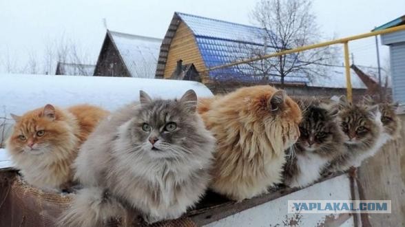 Задорные заборные котэ