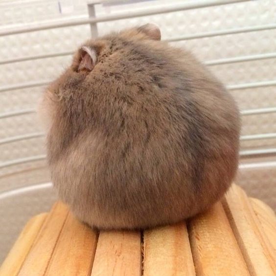 Хомячковский пост